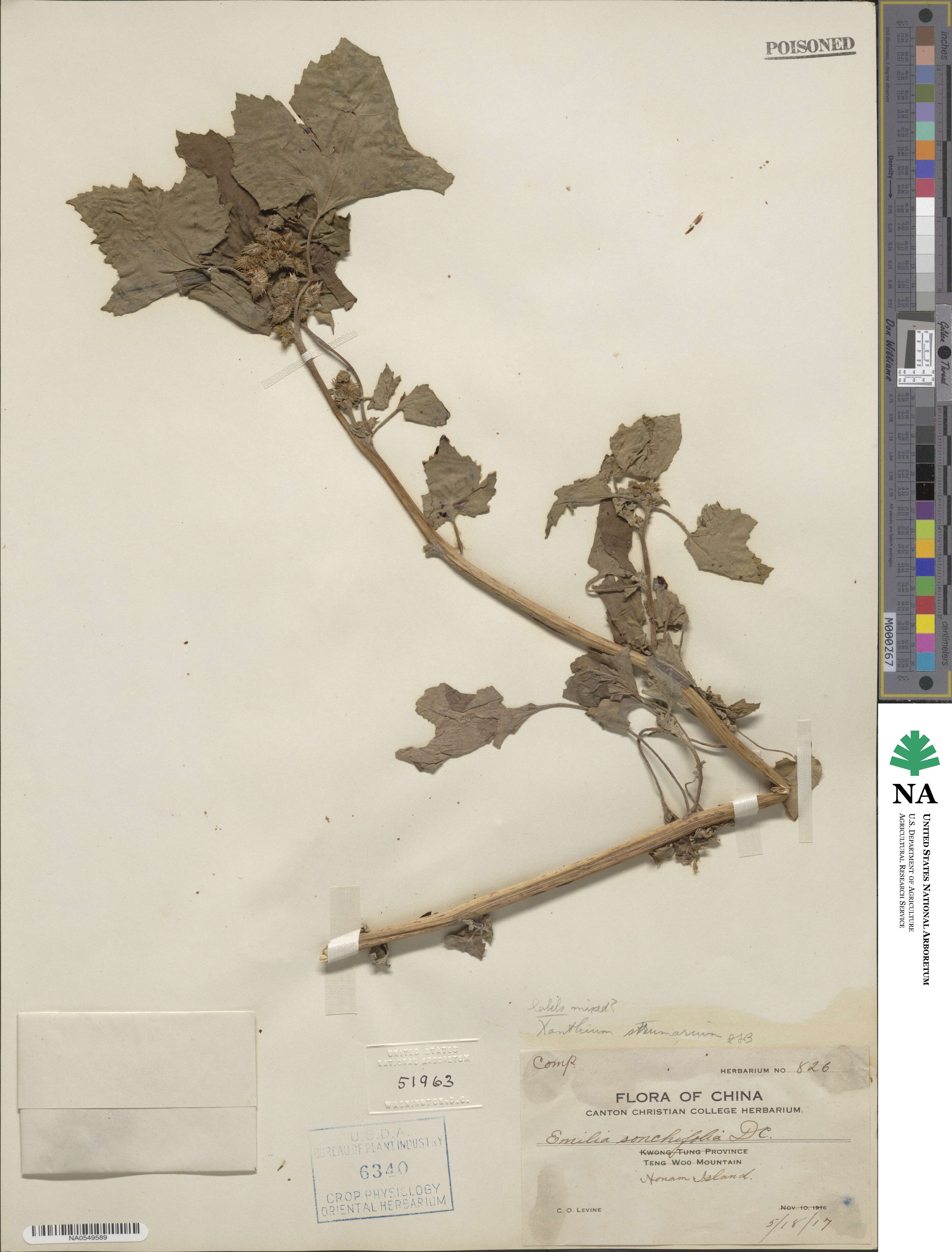 Xanthium strumarium image