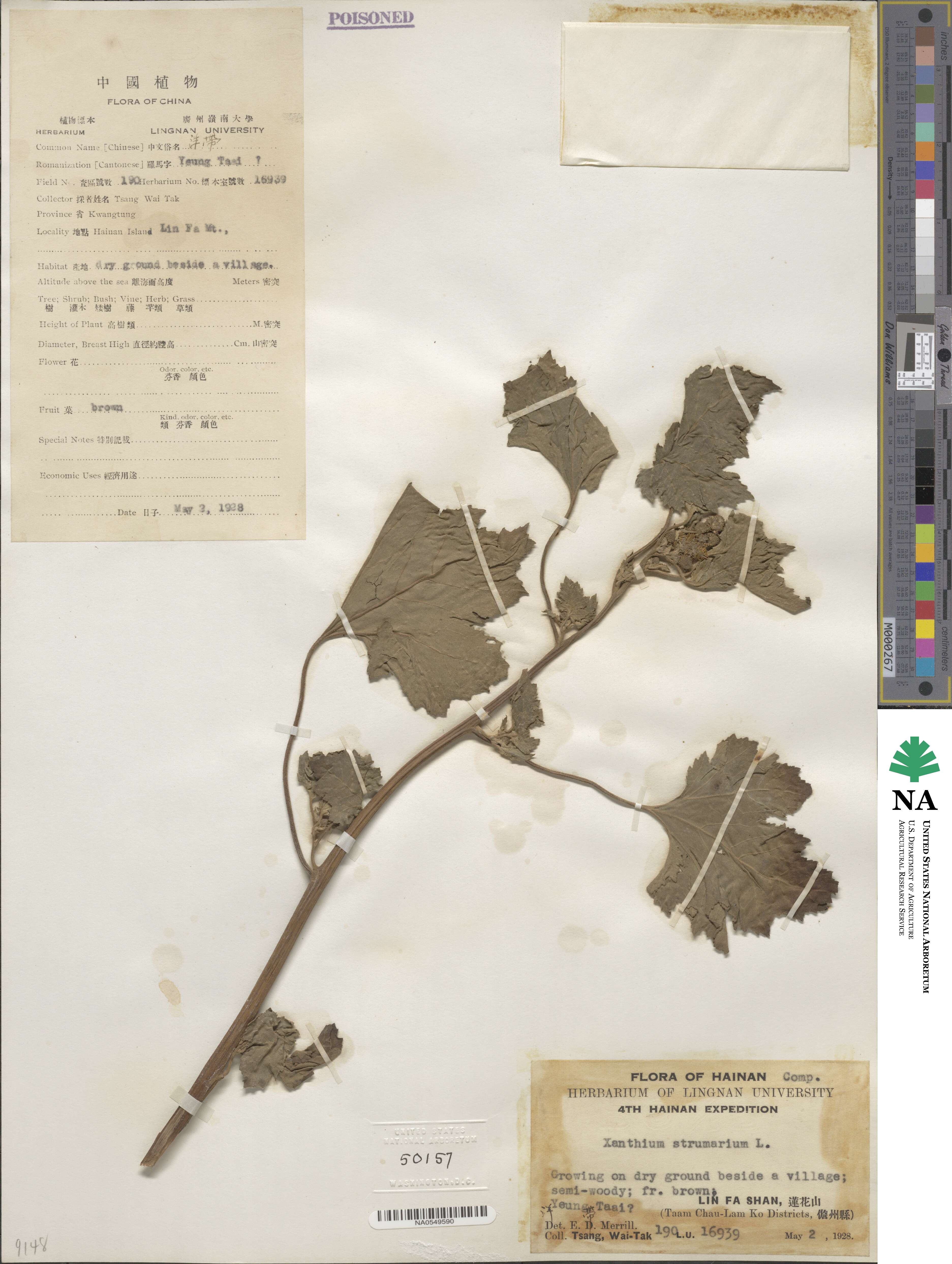 Xanthium strumarium image