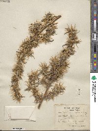 Xanthium spinosum image