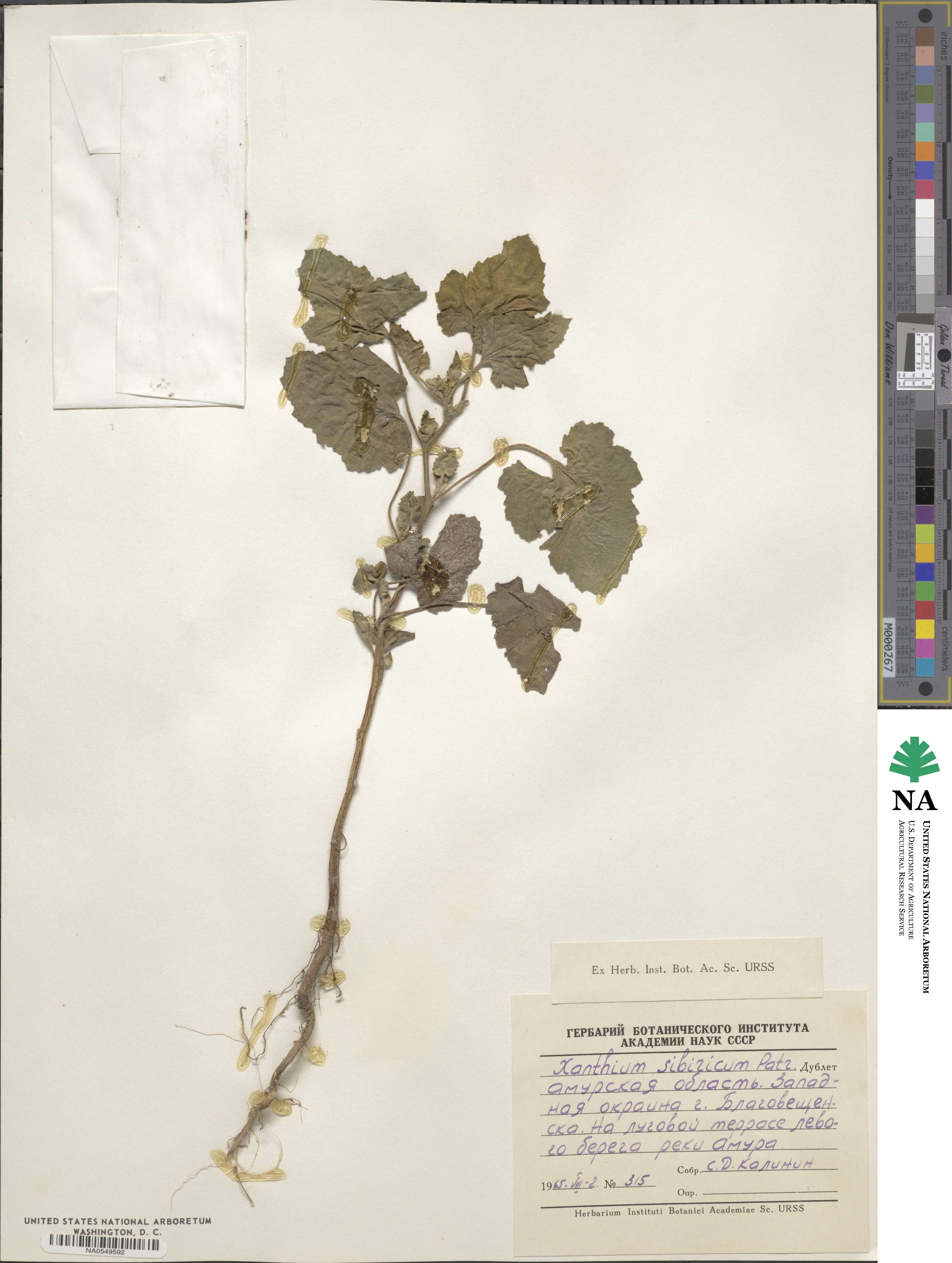 Xanthium strumarium image