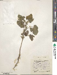 Xanthium strumarium image