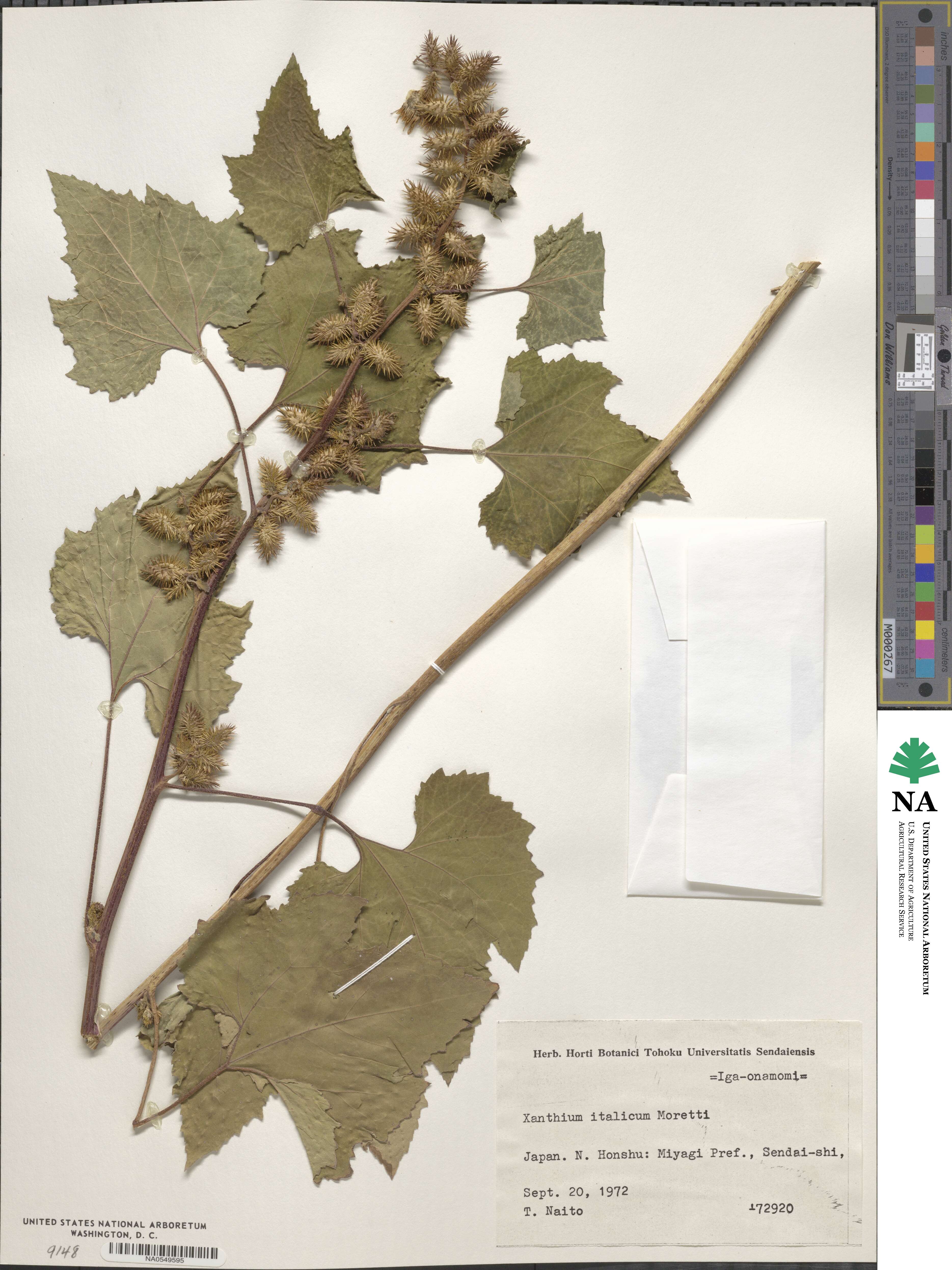 Xanthium orientale image