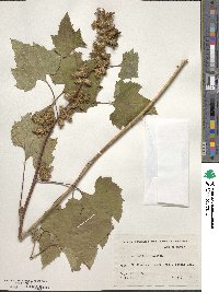 Xanthium orientale image