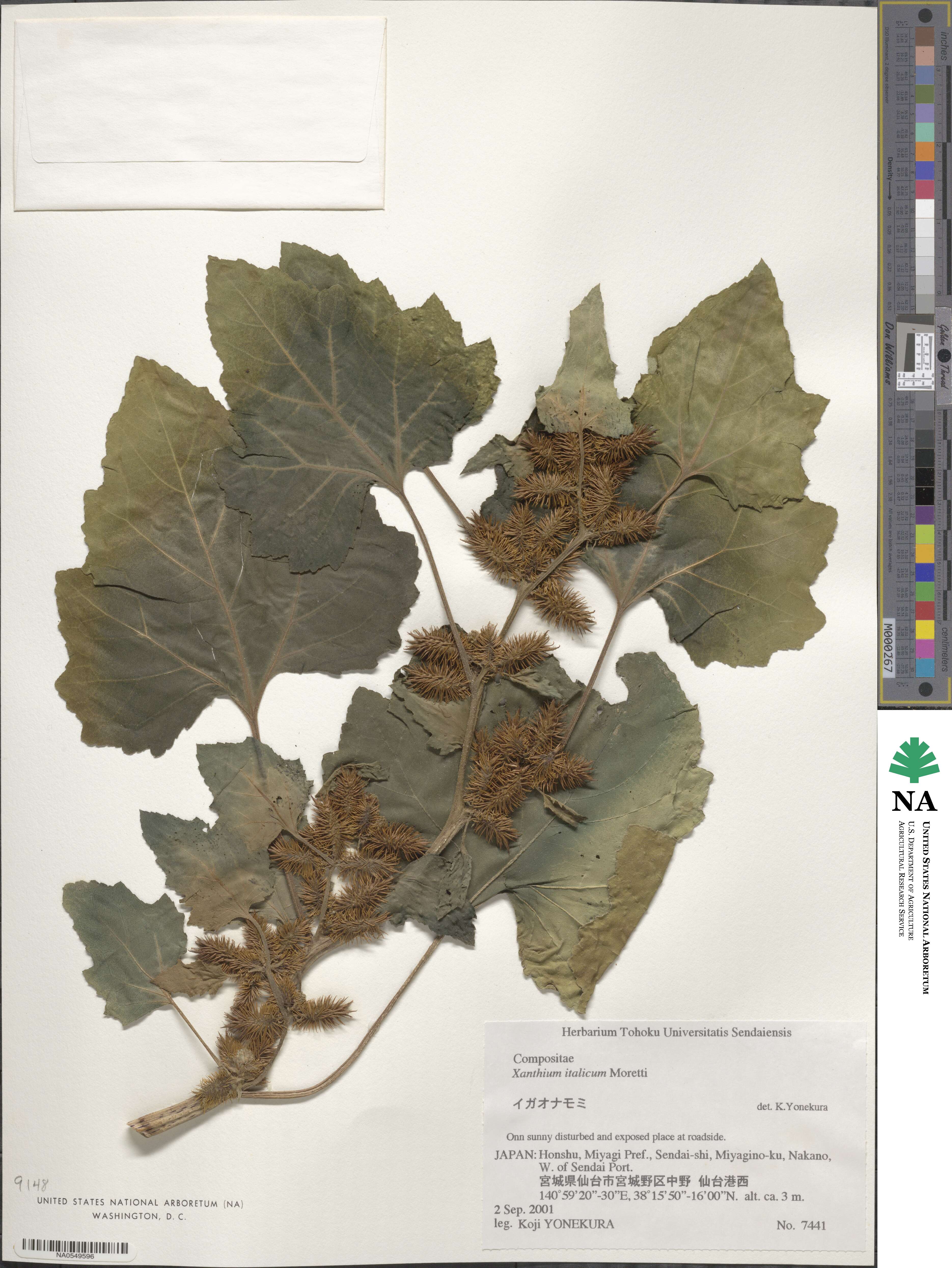 Xanthium orientale image