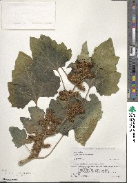 Xanthium orientale var. italicum image