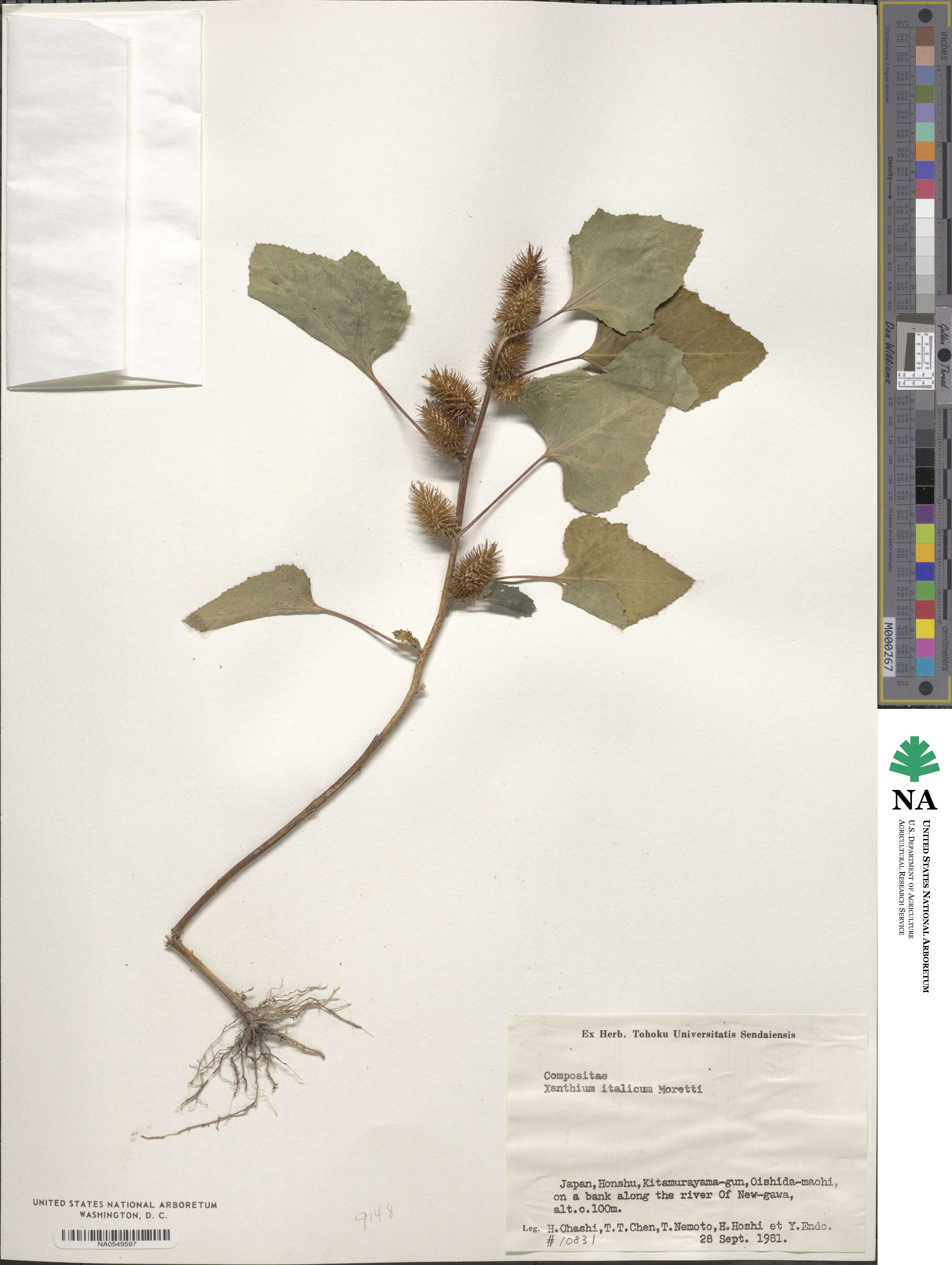 Xanthium orientale var. italicum image