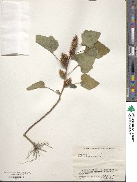 Xanthium orientale image