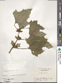 Xanthium spinosum subsp. spinosum image