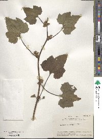 Xanthium spinosum subsp. spinosum image