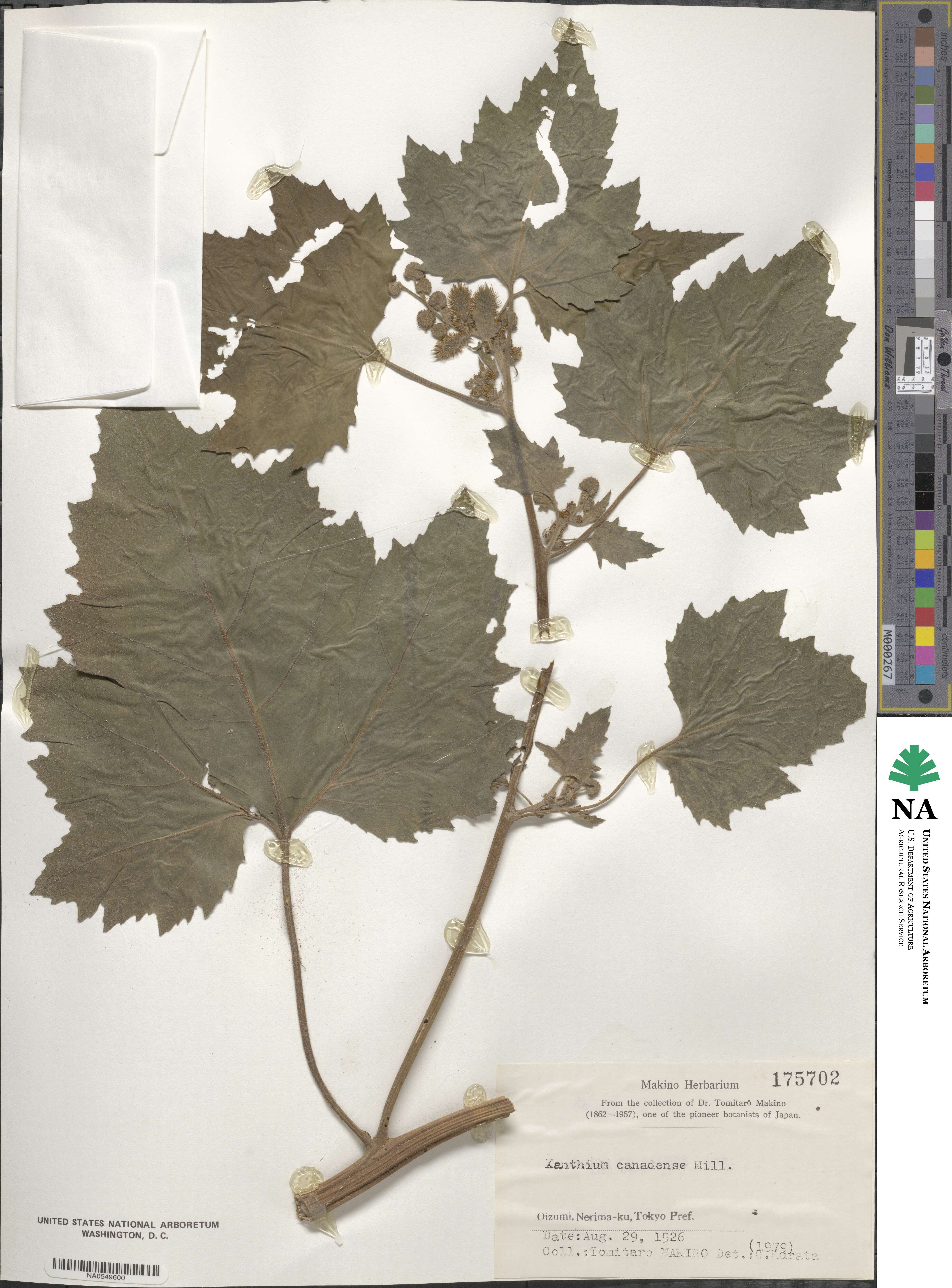 Xanthium spinosum subsp. spinosum image