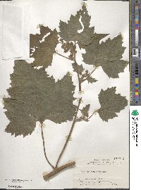 Xanthium spinosum image