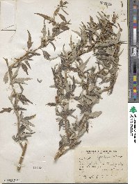 Xanthium spinosum image