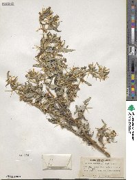 Xanthium spinosum image