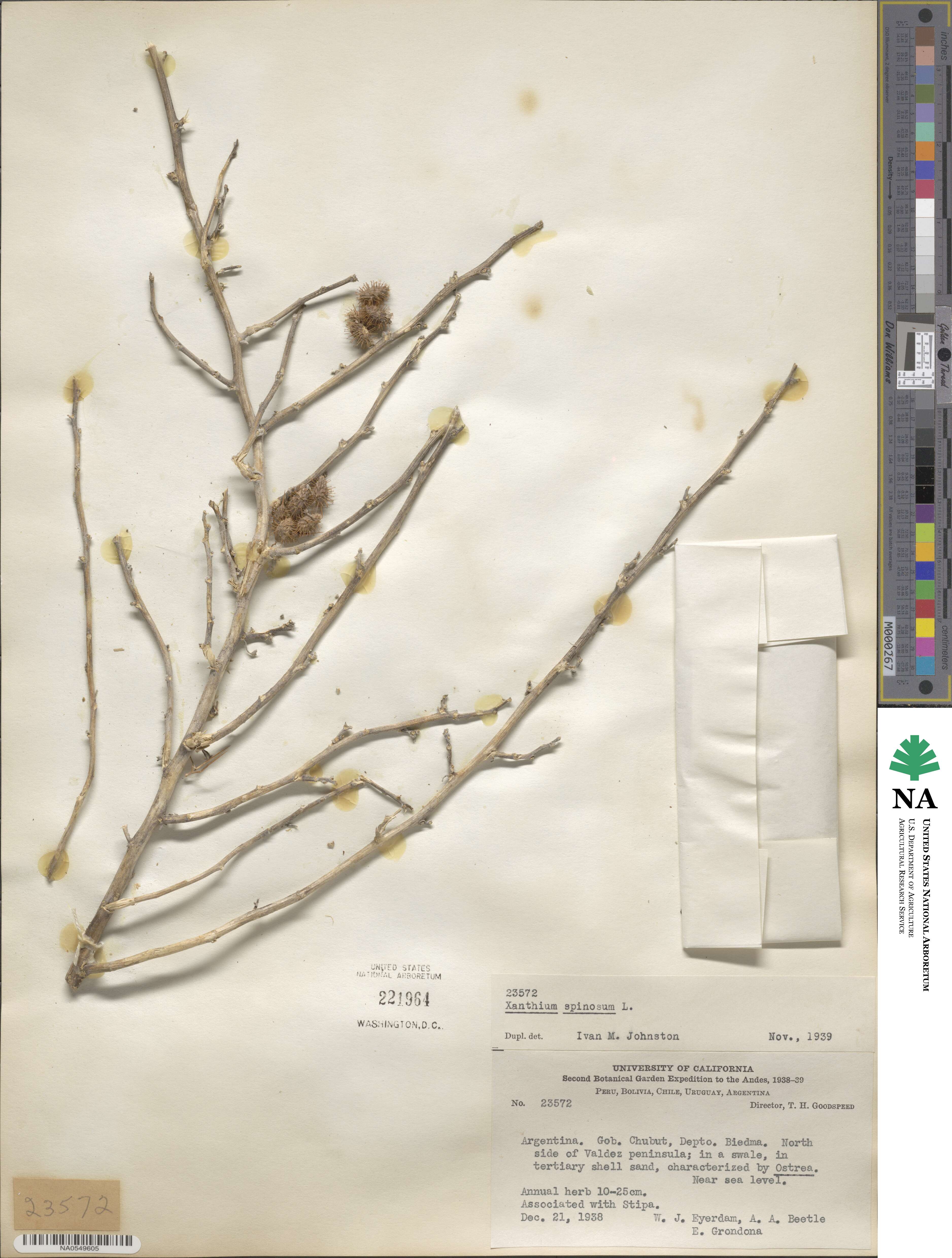 Xanthium spinosum image