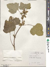 Xanthium orientale var. saccharatum image