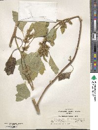 Xanthium orientale image