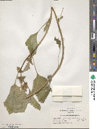 Xanthium orientale var. italicum image