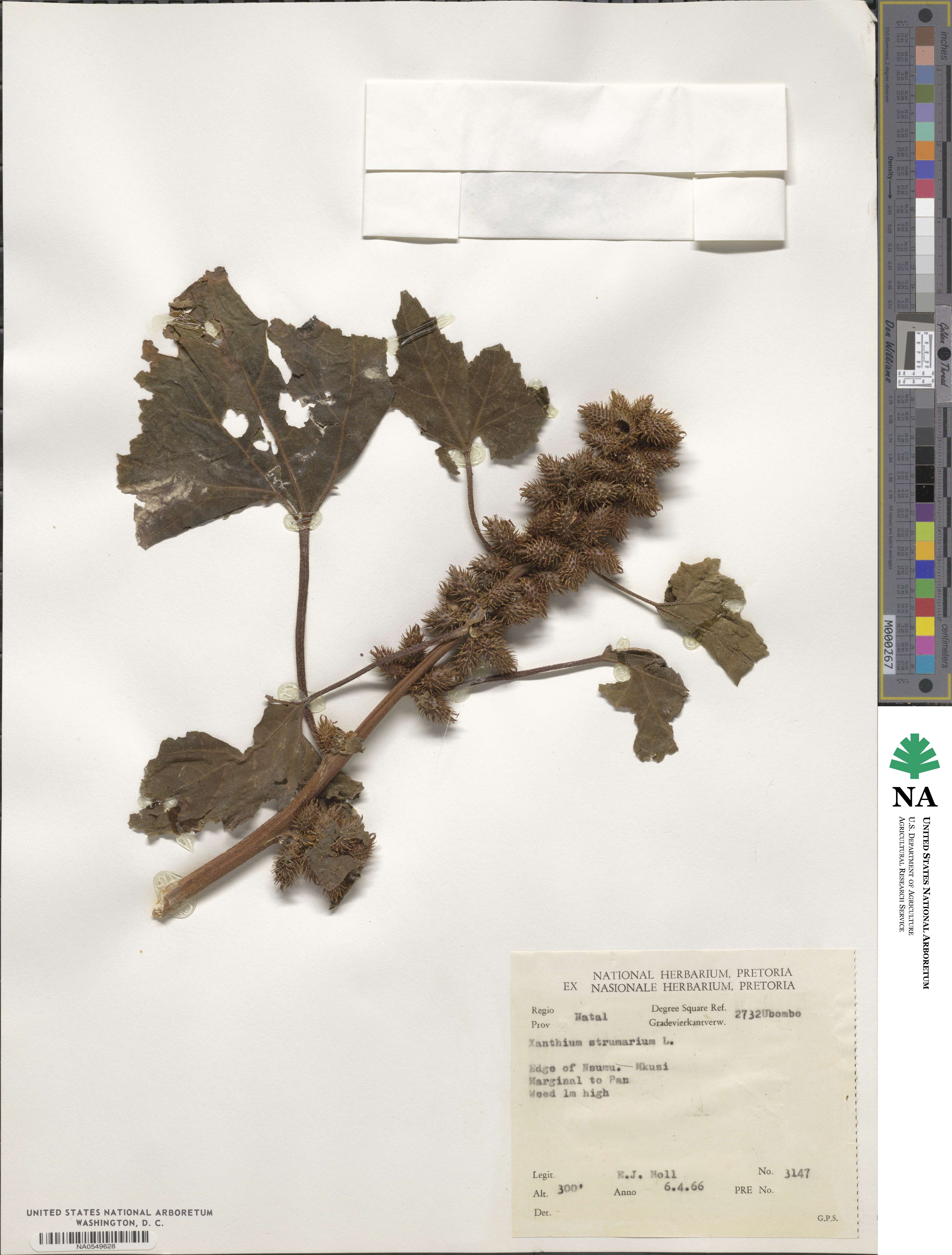 Xanthium strumarium image