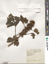 Xanthium strumarium image