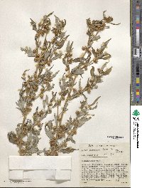 Xanthium spinosum image