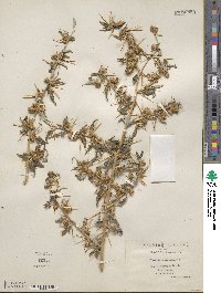 Xanthium spinosum image