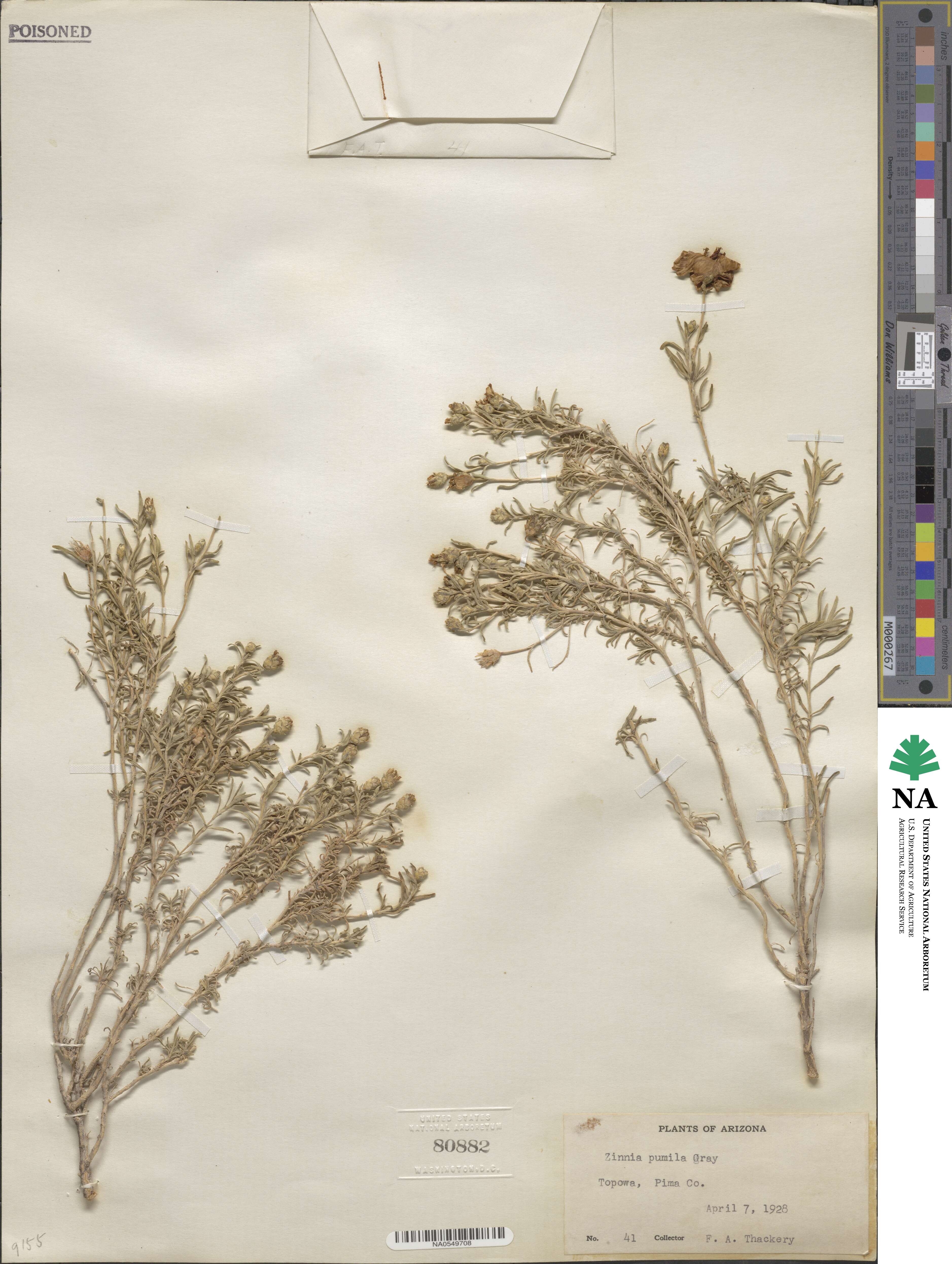 Zinnia acerosa image