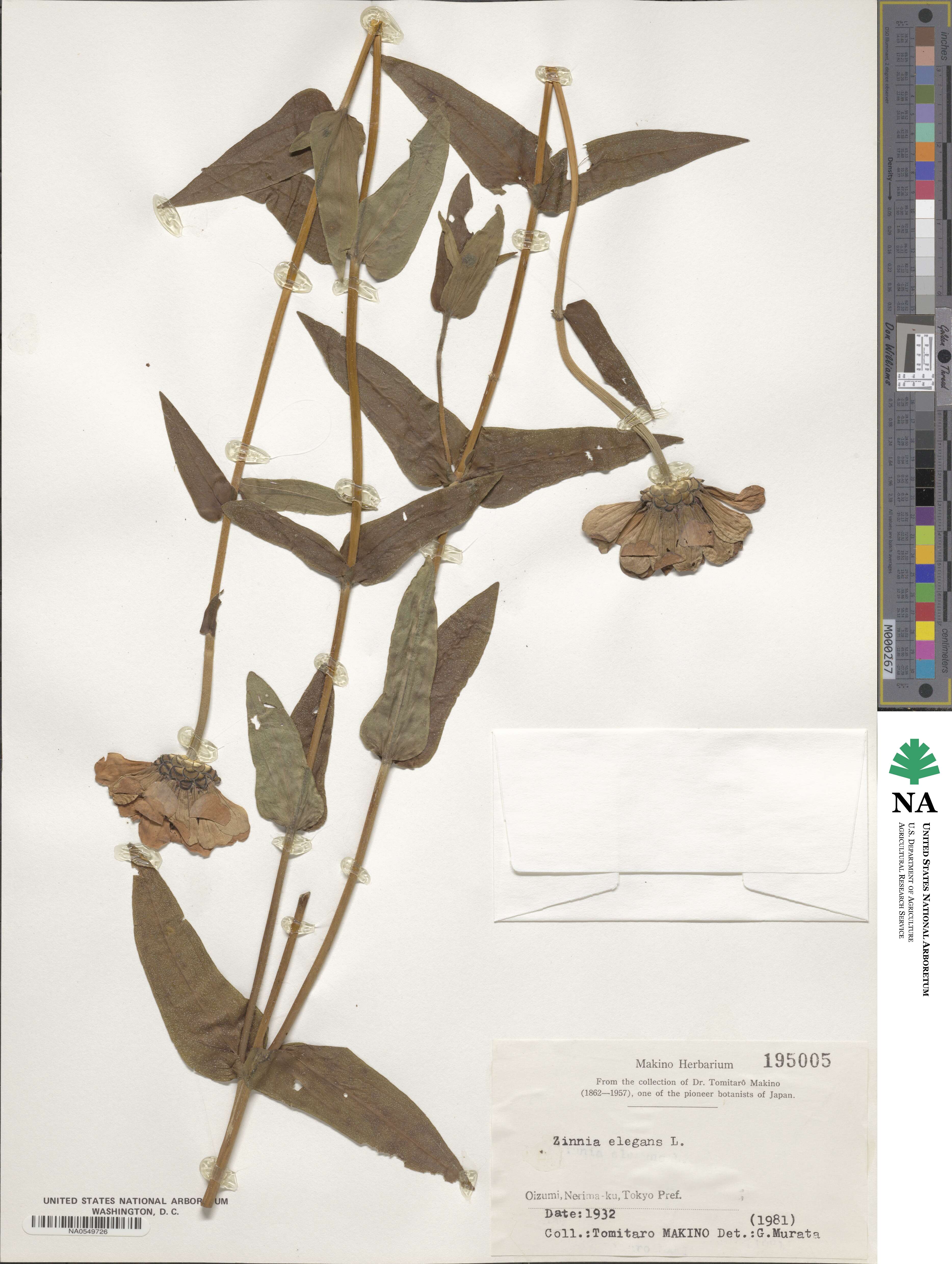 Zinnia image