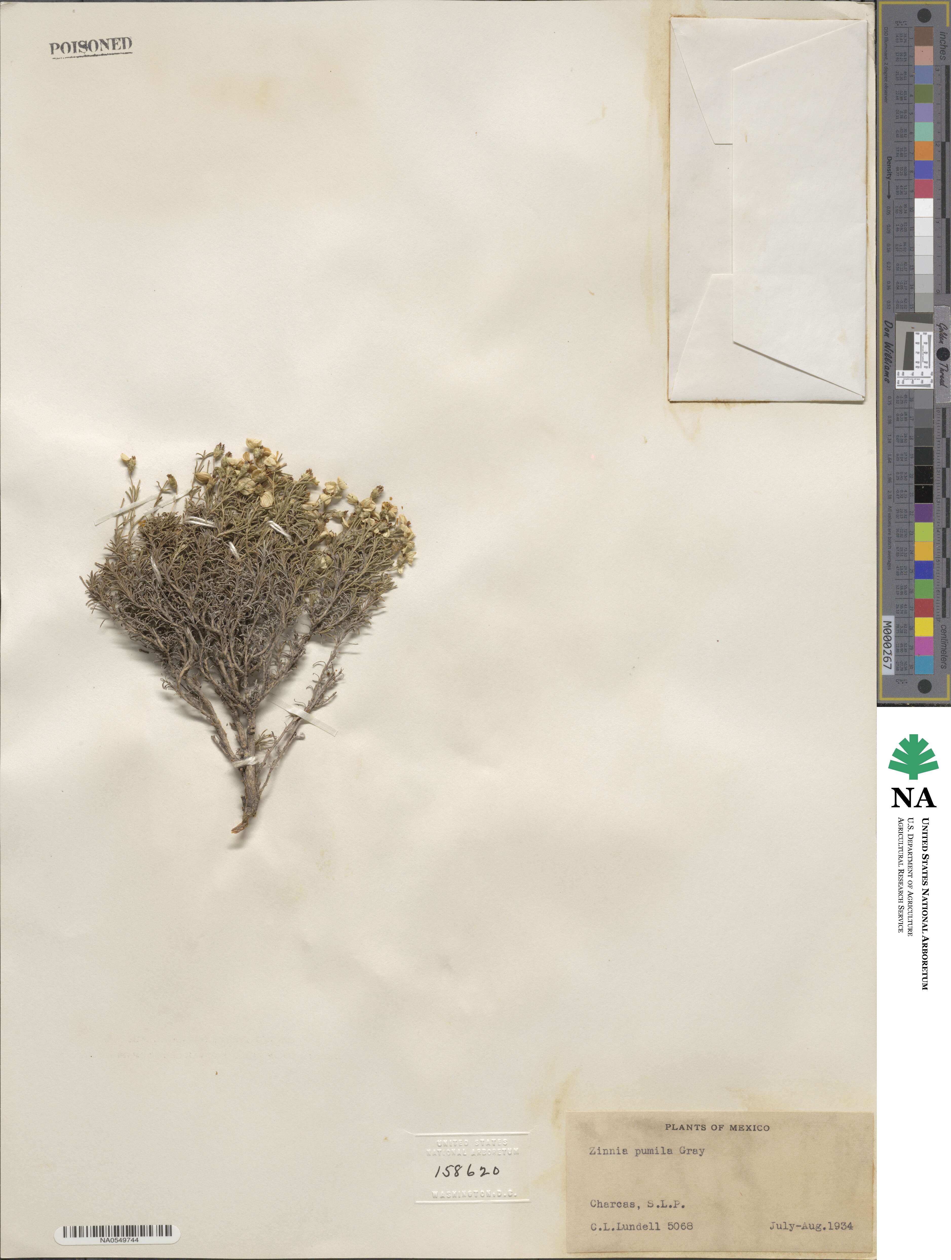 Zinnia acerosa image