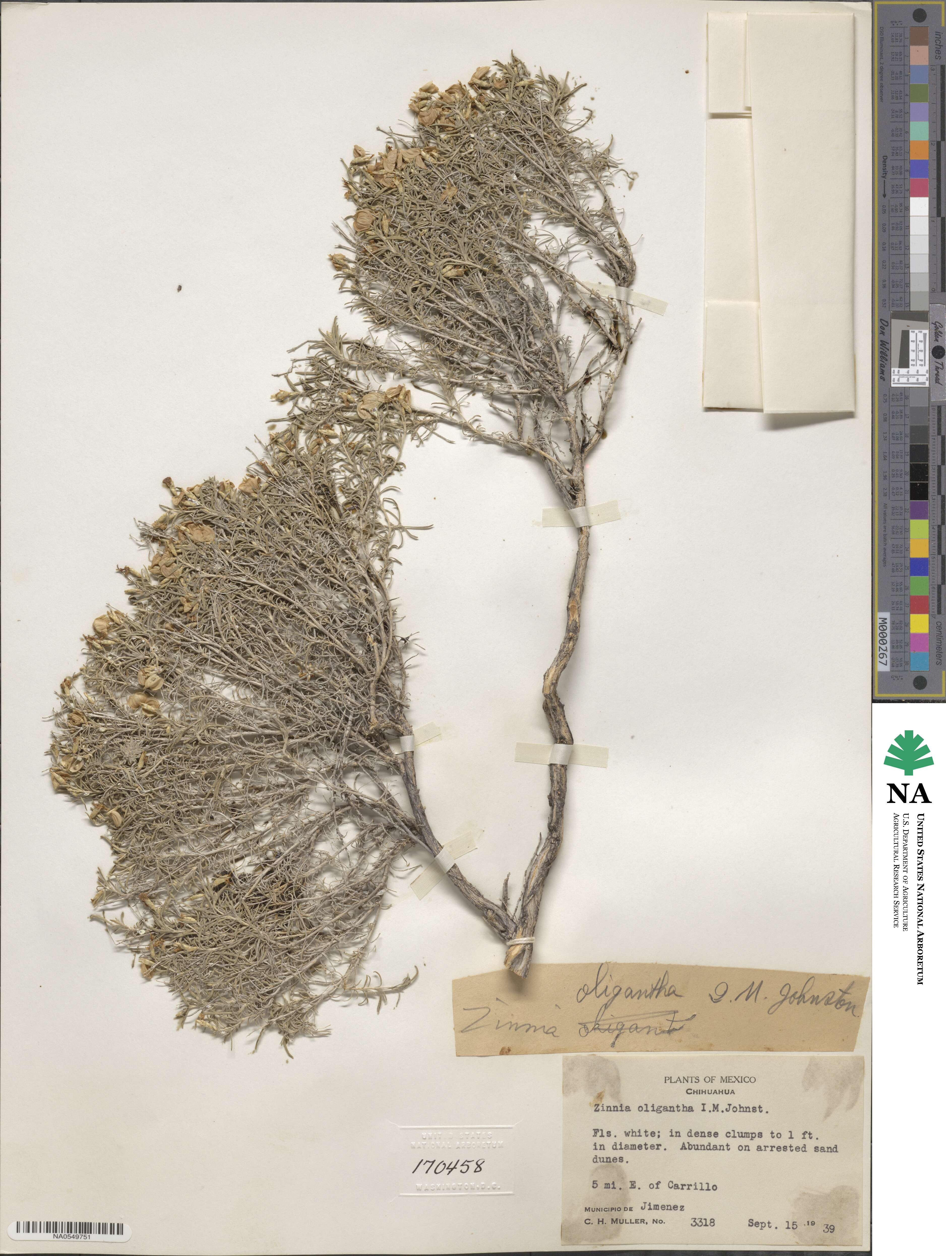 Zinnia oligantha image