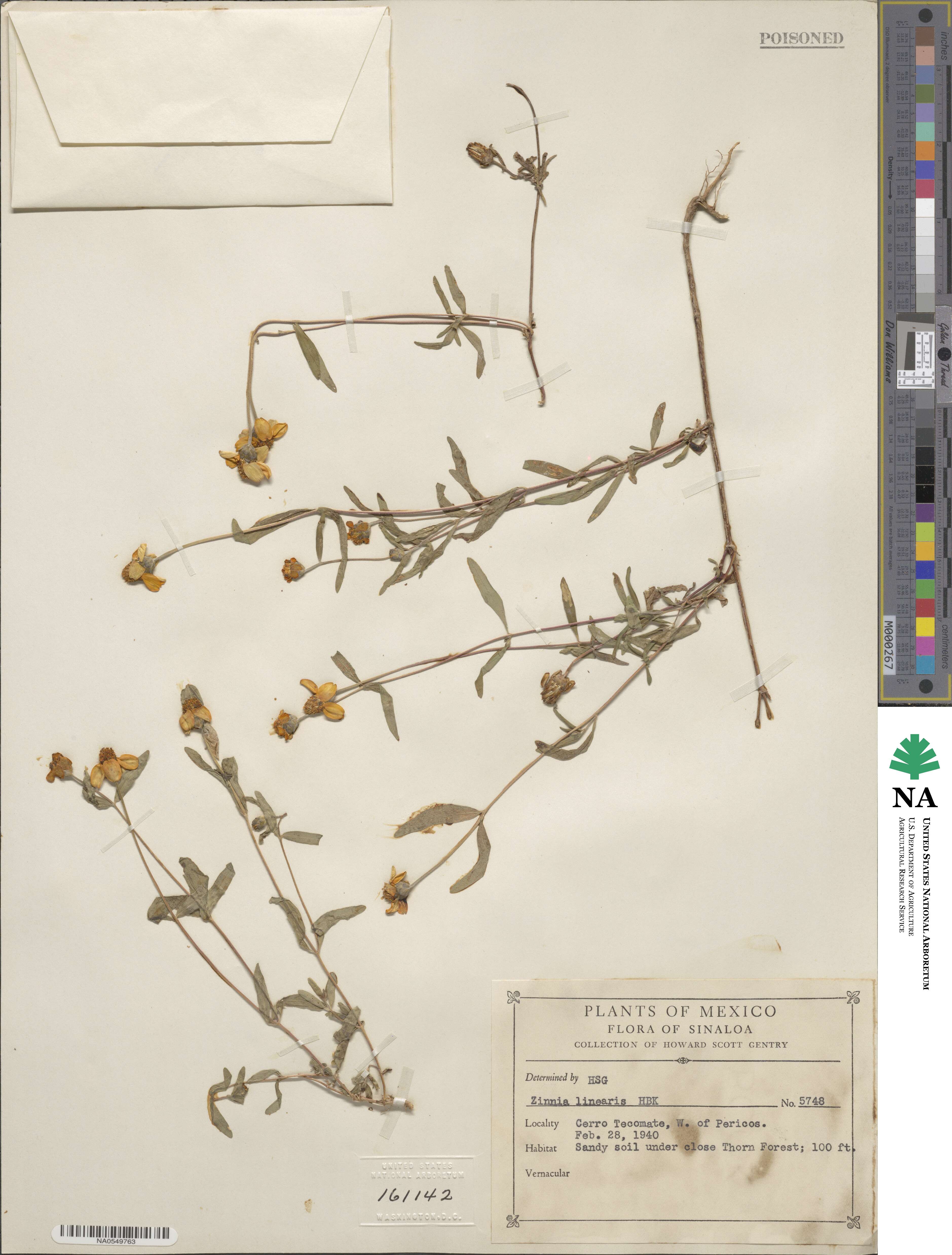 Zinnia elegans image