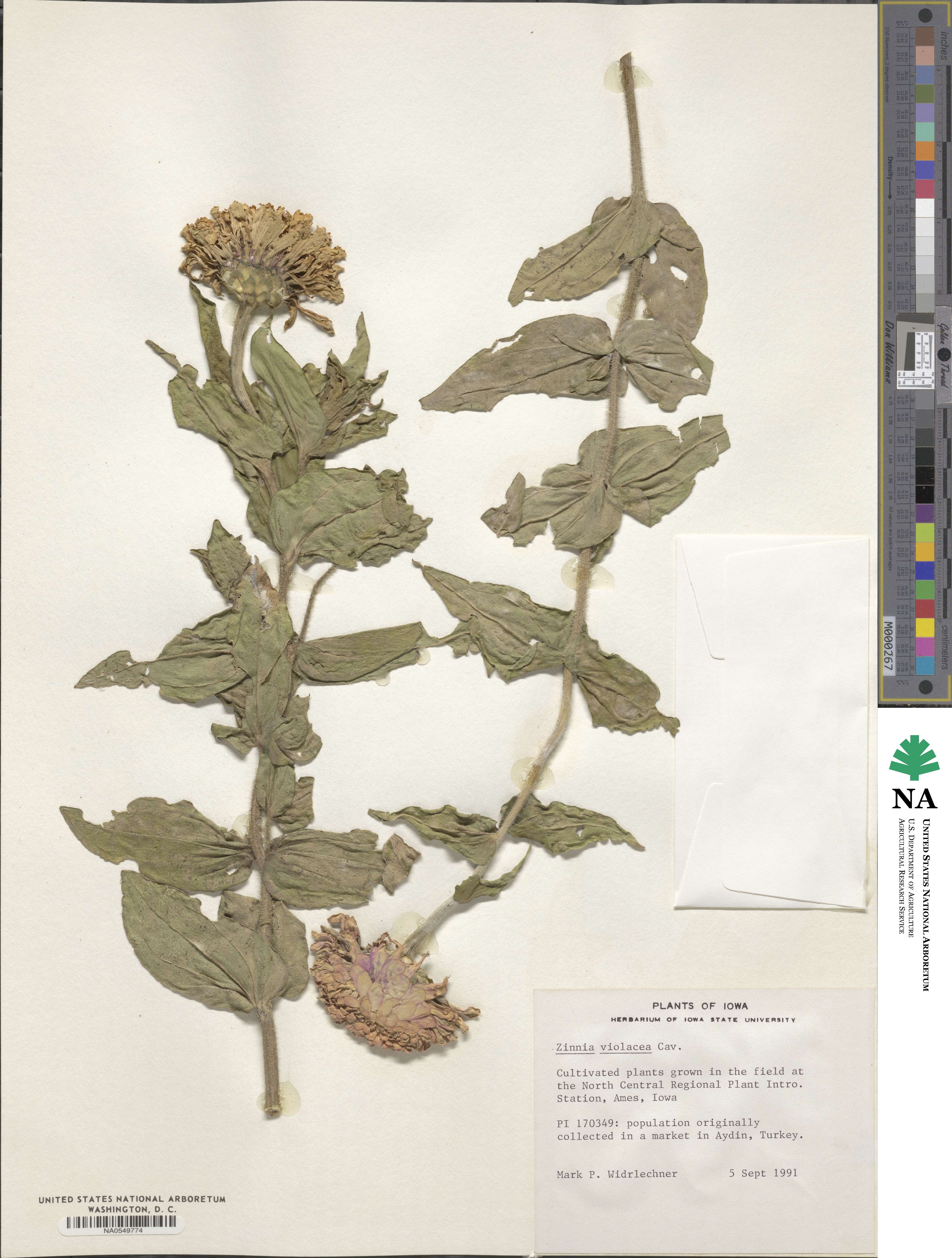 Zinnia elegans image