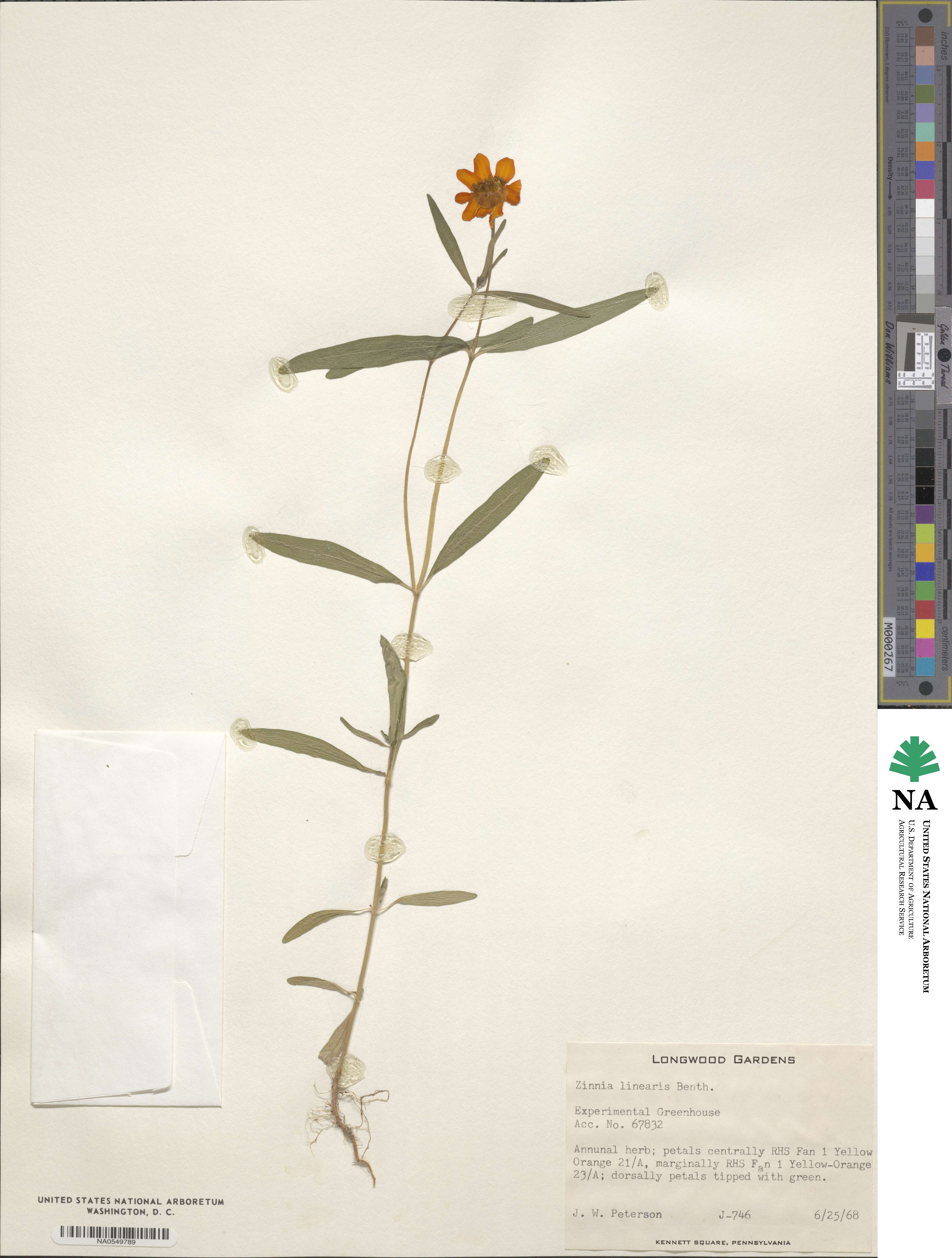 Zinnia elegans image