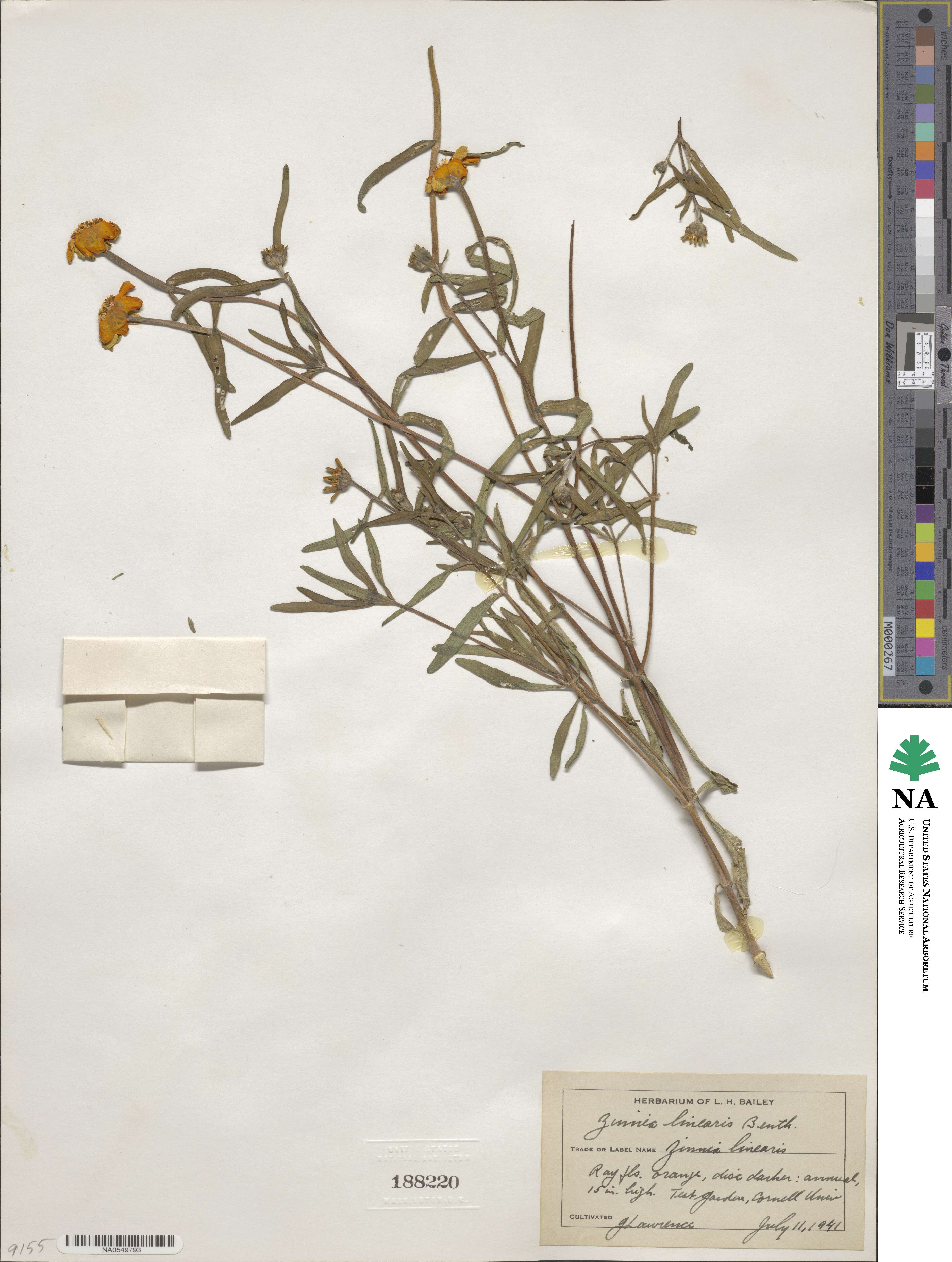 Zinnia elegans image