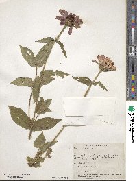 Zinnia elegans image