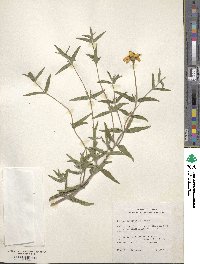 Image of Zinnia angustifolia