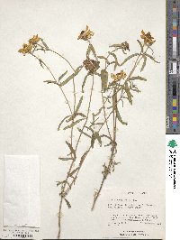 Zinnia angustifolia image