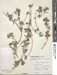 Image of Sanvitalia angustifolia