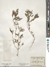 Sanvitalia angustifolia image