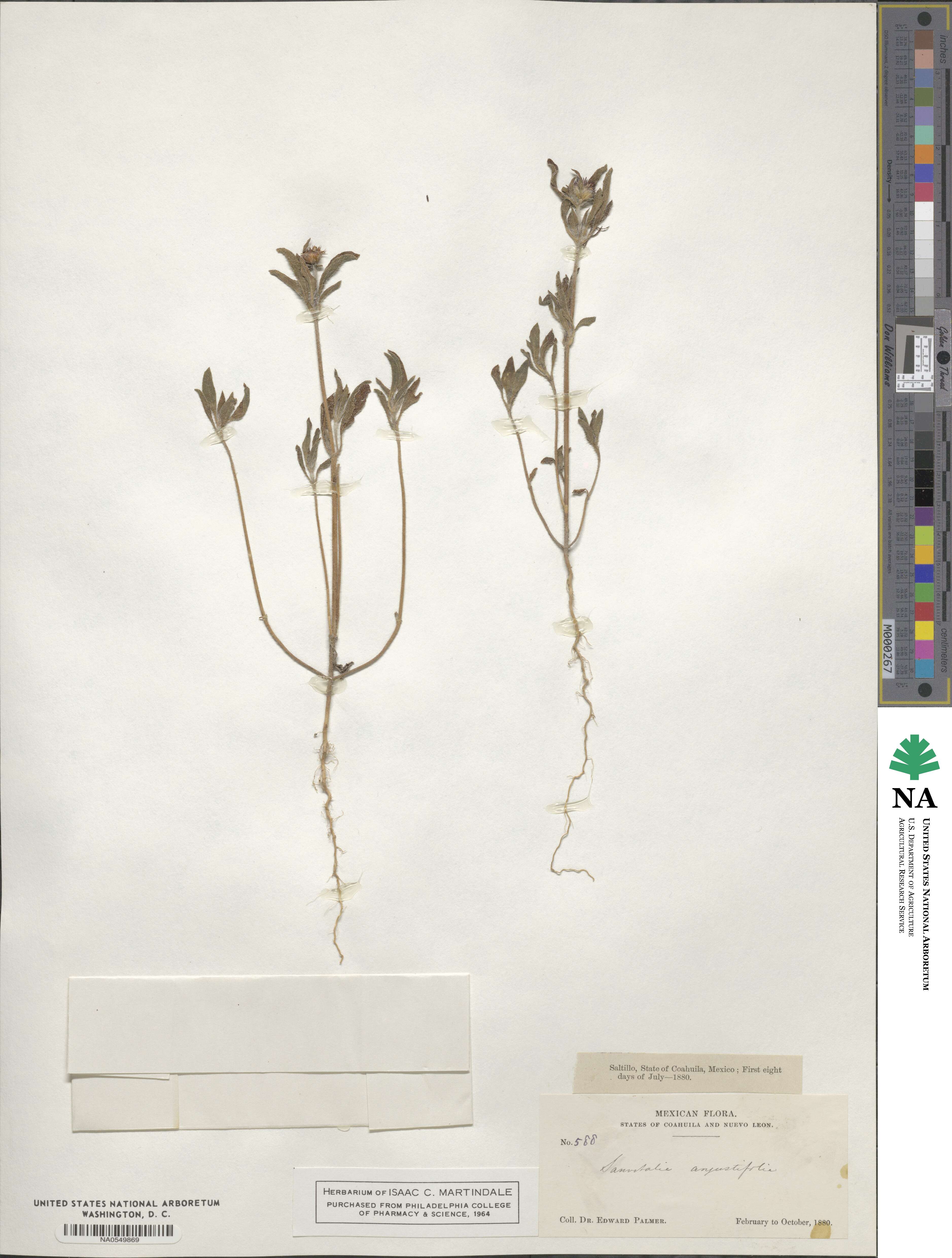 Sanvitalia angustifolia image