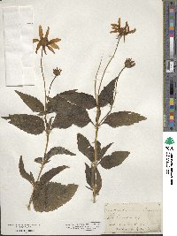 Heliopsis laevis image