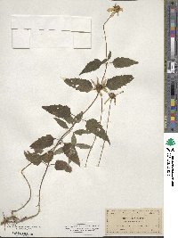 Heliopsis laevis image