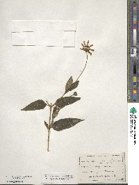 Heliopsis laevis image