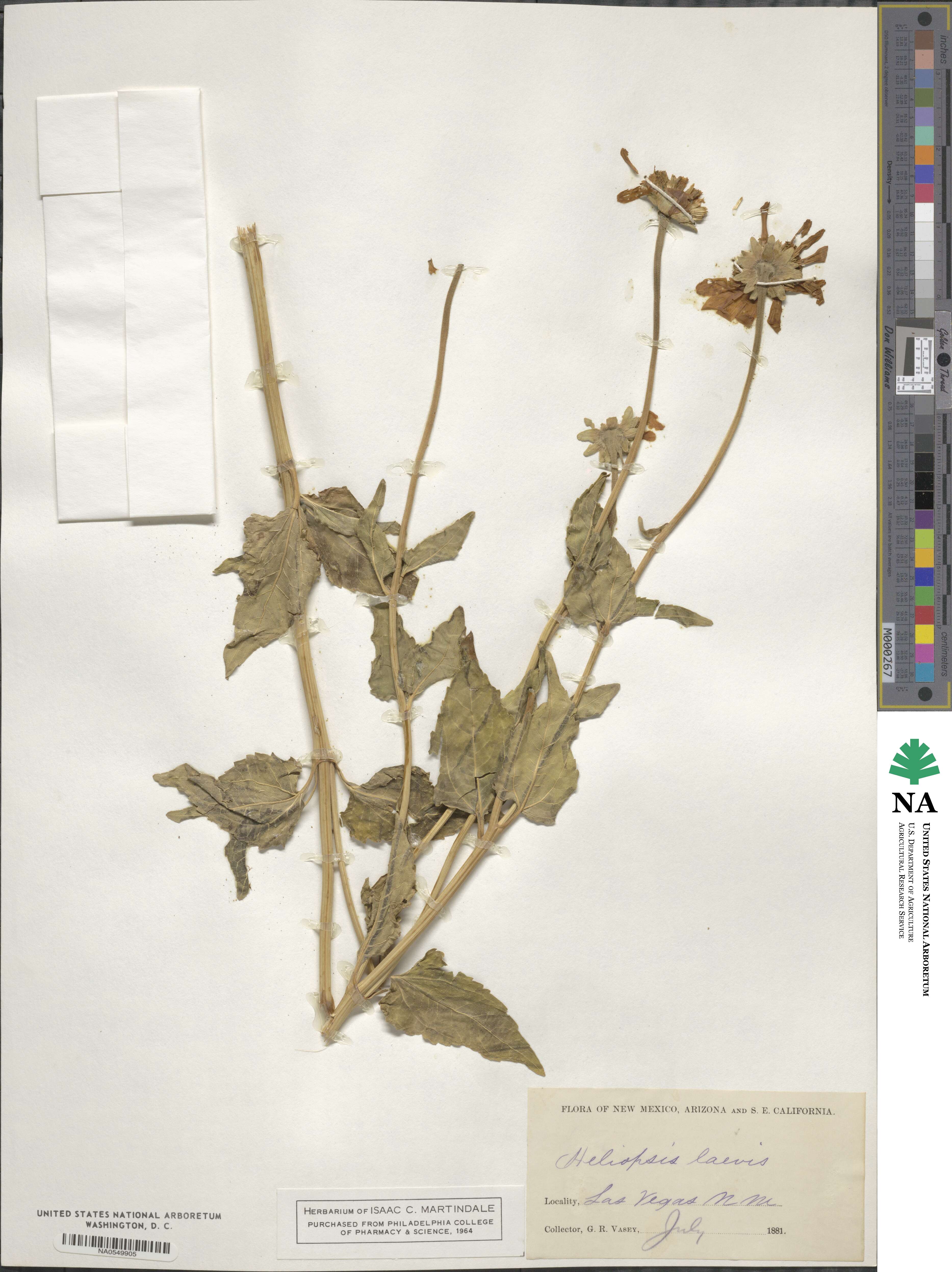 Heliopsis laevis image