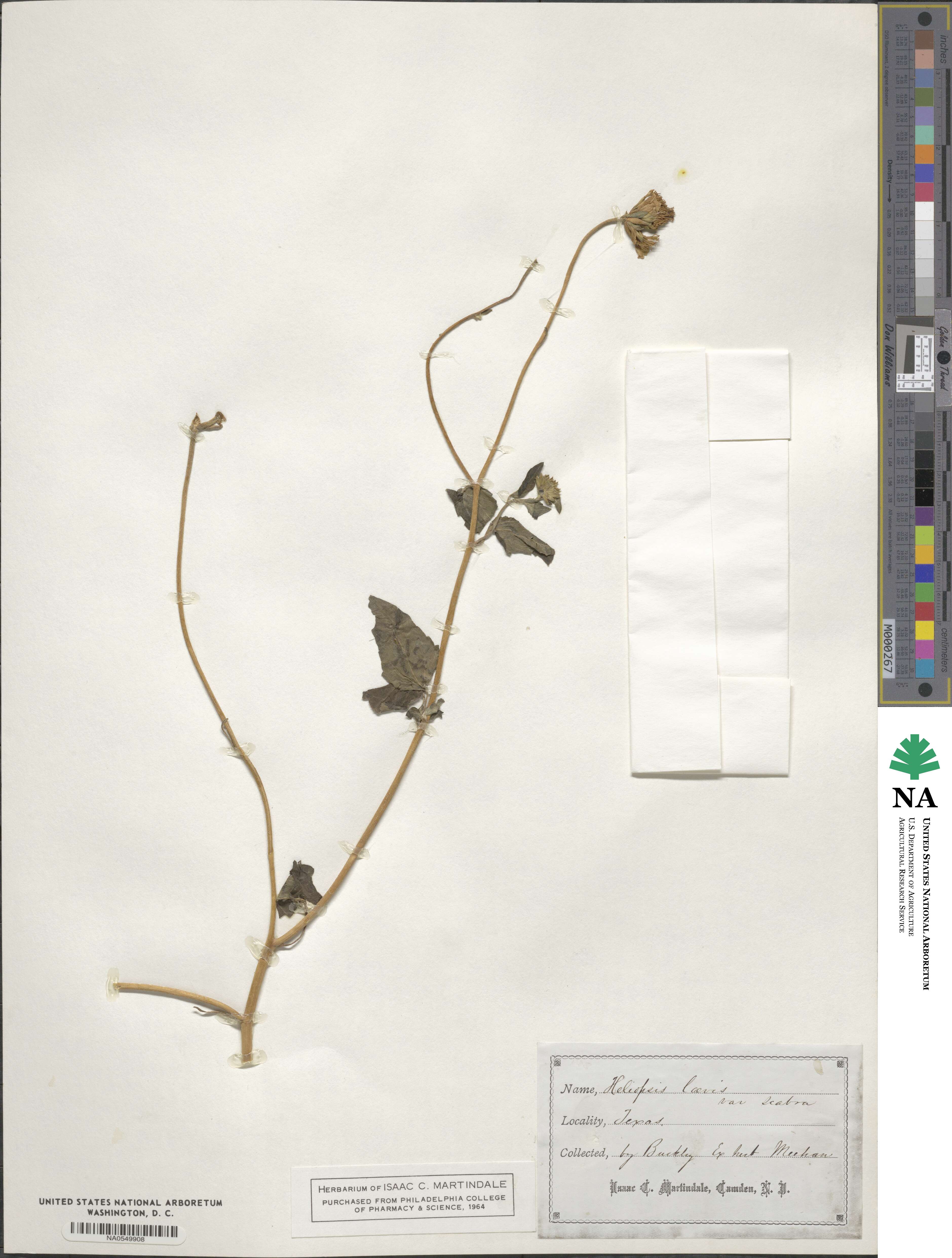 Heliopsis laevis image