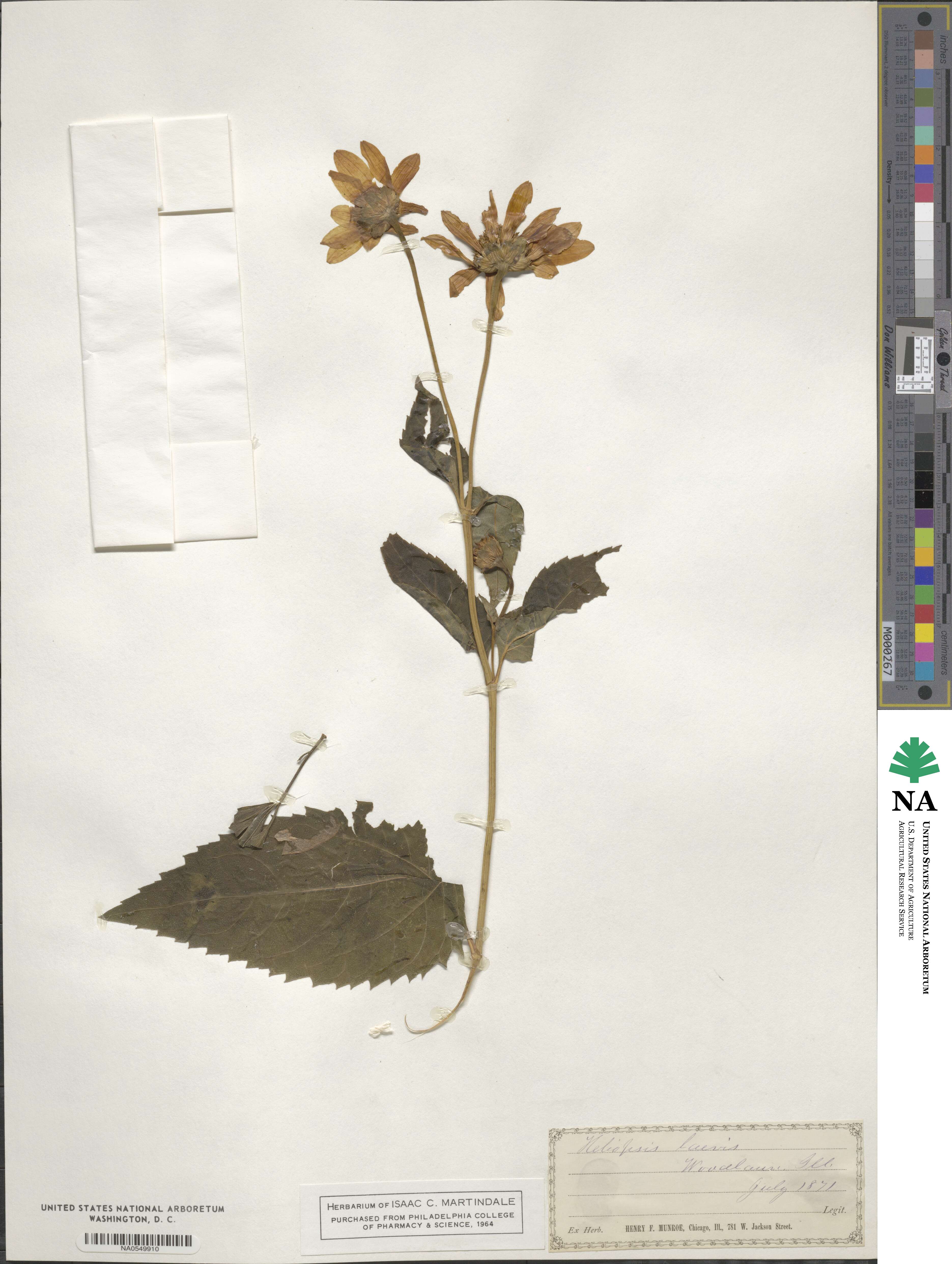 Heliopsis laevis image