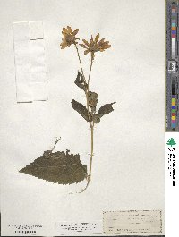 Heliopsis laevis image