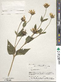 Heliopsis helianthoides image