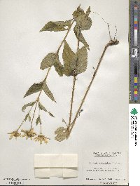 Heliopsis helianthoides image