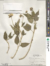 Heliopsis helianthoides image