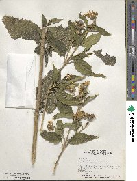 Heliopsis helianthoides image